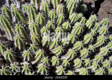 Cesar Manrique's Garden de Cactus. Lanzarote 2024 Stockfoto