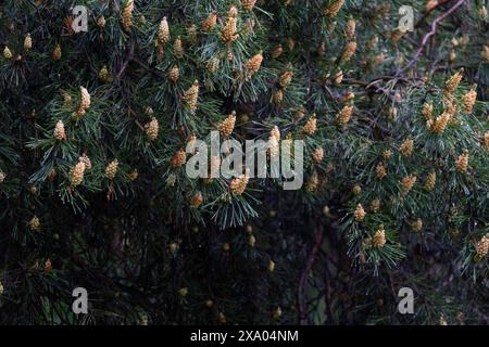 Kiefernblüten im Frühjahr, Kiefernnadeln nass von Regen mit frischen Kegeln Stockfoto
