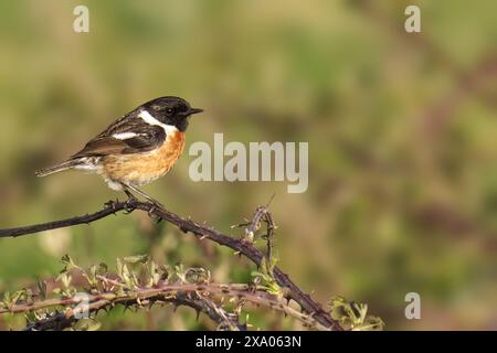 Ein kleiner StoneChat-Vogel, der auf einem Zweig von Büschen sitzt Stockfoto