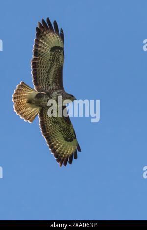 Ein Bussardvogel schwingt an einem sonnigen Tag durch einen klaren Himmel Stockfoto