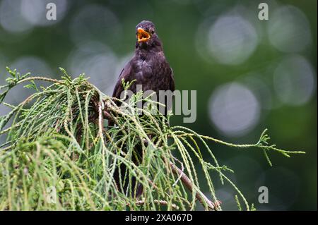Eurasische Amsel, auch bekannt als die gewöhnliche Amsel oder Turdus merula Nahporträt. Singen mit offenem Schnabel. Lustiges Tierfoto. Stockfoto