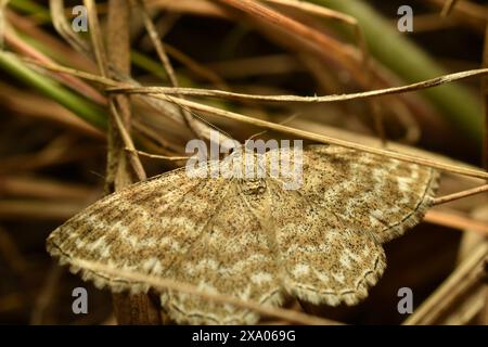 Ematurga atomaria, männlich, in natürlichem Lebensraum. Hochwertige Fotos Stockfoto