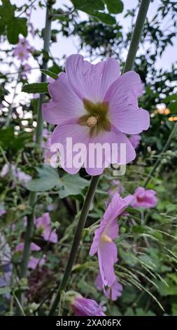 Blühende rosa Hollyhockblüte in der Natur. Stockfoto