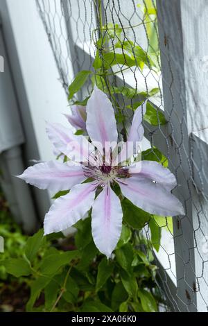 Clematis 'Nelly Moser' auf einem Spalier. Stockfoto