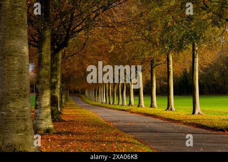 Eine Allee von Bäumen in der Herbstlandschaft, die hübsches, hellgrünes Gras hinter den Bäumen erzeugt Stockfoto