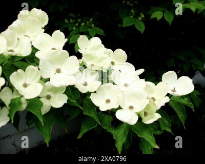 Eine Nahaufnahme chinesischer Hartholzblüten und grüner Blätter auf einem Baumzweig Stockfoto