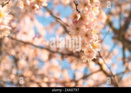 Ein selektiver Fokusschuss auf einen Ast mit blühenden Kirschblüten Stockfoto