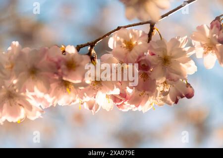Ein selektiver Fokusschuss auf einen Ast mit blühenden Kirschblüten Stockfoto