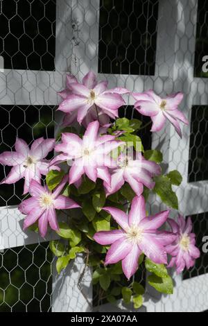 Clematis 'Asao' auf einem Spalier. Stockfoto