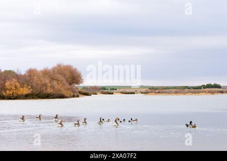 Die Lagunen von Villafafila in Castilla y Leon, Spanien Stockfoto