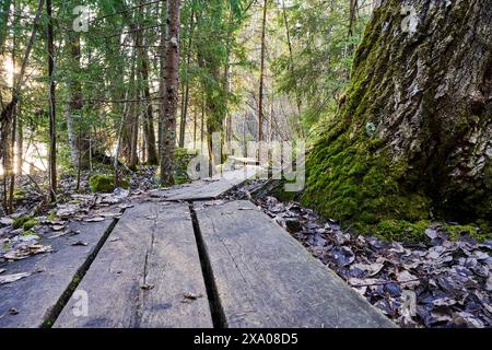 Eine rustikale Holzbank mit großem Baumstamm in Waldlichtung Stockfoto