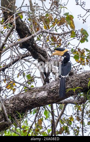 Großes Hornbill Stockfoto