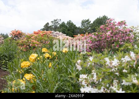 Farbenfrohe Azaleblüten in einem Garten. Stockfoto