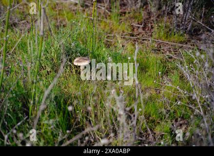 Ein einzelner Pilz auf einem grasbewachsenen Feld Stockfoto