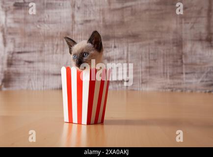 Ein siamesisches Kätzchen, das in einer rot-weiß gestreiften Schüssel sitzt Stockfoto