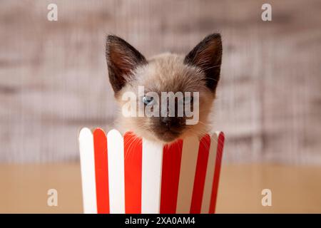 Eine Katze blickt aus einem rot gestreiften Papierbecher heraus Stockfoto