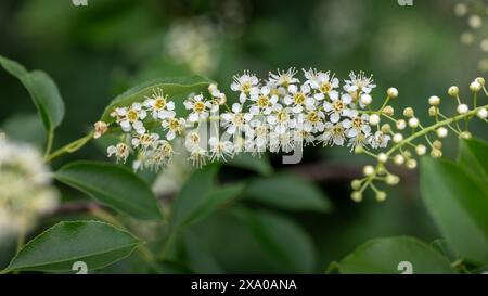 Die Blüten des prunus serotina, eines wilden Strauches, der sich rasch vermehrt, Provinz Drenthe, Niederlande Stockfoto
