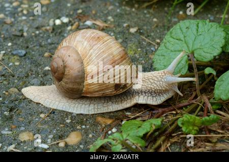 römische genießbare burgunderrote Schneckenspirale pomatia im ländlichen Garten zala Komitat ungarn Stockfoto