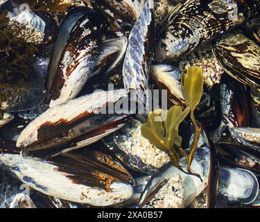 Ein Unterwasser-Gezeitenbecken mit bunten Muscheln und einer kleinen Algenpflanze in einem beliebten Ozeanpark. Stockfoto