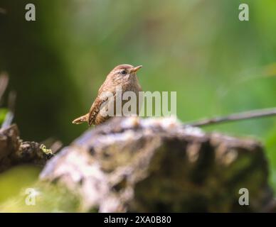 Eine Nahaufnahme eines Zauners, der auf einem Zweig sitzt Stockfoto