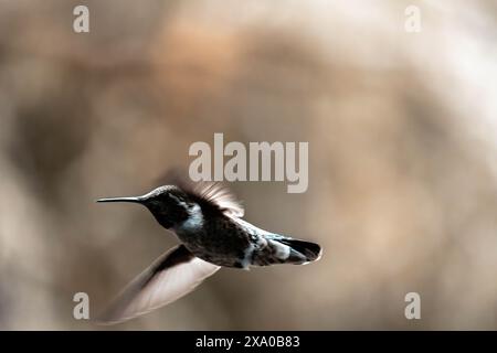 Ein Vogel im Flug, die Flügel ausgebreitet, von der Kamera weg Stockfoto