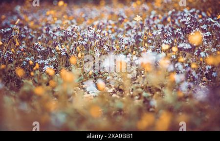 Teppich einer Wildblume auf dem Feld Stockfoto