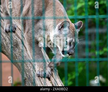 Ein großer grauer Puma, der auf einem Holzstamm in einem Käfig im Zoo spaziert Stockfoto