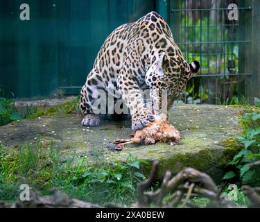 Ein jaguar, der in einem Käfig in einem Zoo Beute genießt Stockfoto