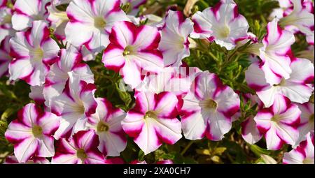 Eine Petunienpflanze mit Blumen. Petunie, Petunie im Tablett, Petunie im Topf, mehrfarbige Petunie Stockfoto