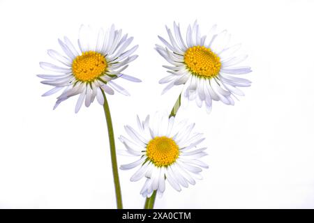 Studio-Aufnahme von weiß farbigen Gänseblümchen Blumen isoliert auf weißem Hintergrund. Stockfoto