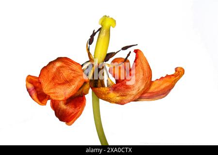 Getrocknete Tulpe Blume auf weißem Hintergrund. Verwelkte Blume. Stockfoto