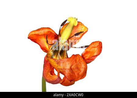 Getrocknete Tulpe Blume auf weißem Hintergrund. Verwelkte Blume. Stockfoto