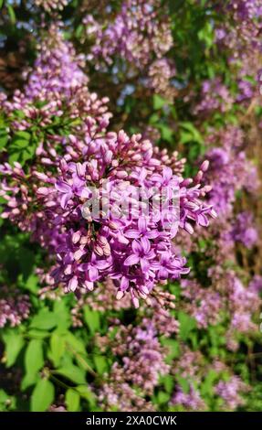 Eine Nahaufnahme eines blühenden gemeinen Fliederstrauchs an einer Gasse, mit leuchtenden lila Blumen Stockfoto