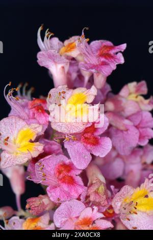 Snapdragon (Antirrhinum majus) isoliert auf schwarzem Hintergrund Stockfoto