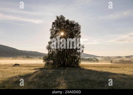 Morgennebel mit Sonne durch eine Birke Betula im Oberlausitzer Bergland bei Cunewalde, Sachsen, Deutschland *** Morgennebel mit Sonne durch eine Birke B Stockfoto