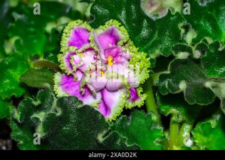 Schöne Blume der Saintpaulia-Sorte LE Enigma mit rosa Blüten mit grünem Rüschen an Rüschenrändern aus nächster Nähe. Blumenzucht-Konzept. Wunderbares Perenni Stockfoto