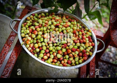 Die roten und grünen Kaffeebohnen in einer Vintage-Metallschale auf verwitterten roten Eisenschienen. Stockfoto