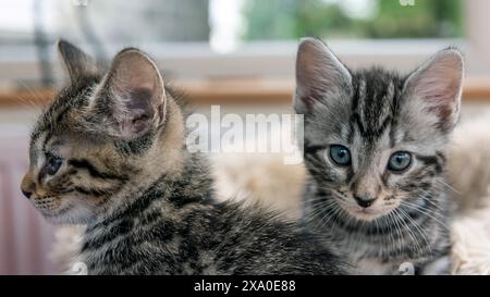 Eine Nahaufnahme von zwei grauen Tabby-Kätzchen Stockfoto