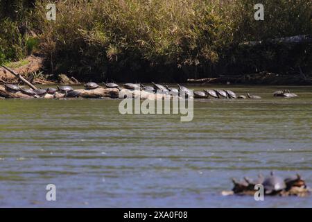 Mehrere Schildkröten, die auf einem Felsen im Wasser baden Stockfoto