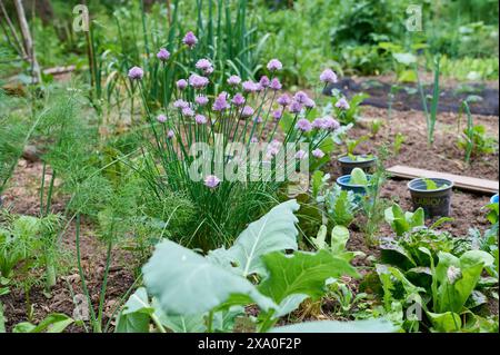 Garten Gemuesebeet Mischkultur Gemueseanbau im eigenen Garten. Ein Mischkulturbeet mit bluehendem Schnittlauch, Möhren und Salat. Die verschiedenen Pflanzen unterstuetzen sich beim Wuchs gegenseitig und schuetzen sich unter anderem vor Schaedlingen. 18.5.2024 *** Gartengemüse Mischkultivierung Gemüseanbau im eigenen Garten Mischkultivierung mit blühendem Schnittlauch, Karotten und Salat die verschiedenen Pflanzen unterstützen sich gegenseitig beim Wachstum und schützen sich gegenseitig vor Schädlingen, unter anderem 18 5 2024 Stockfoto