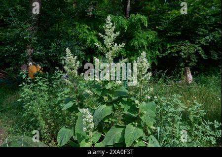 Natur Garten Muskateller-Salbei Bluehender Muskatellersalbei Salvia sclarea in einem Bauerngarten. Die enjaehrige Staude wird auch Muskat-Salbei, Roemischer Salbei, Scharlei, Scharlauch und Scharlachkraut genannt. Die Pflanze stammt aus der Gattung Salbei Salvia in der Familie der Lippenbluetler Lamiaceae und wird als Heilpflanze und Gewuerz genutzt. Bluehender Muskatellersalbei ist eine der wichtigsten Nahrungsquellen der vom Aussterben bedrohten Holzbienen. 2.6.2024 *** Naturgarten Muskat Salbei Blaublättriger muskatellersalbei Salvia sclarea in einem Hüttengarten ist die jährliche Staude auch als m bekannt Stockfoto