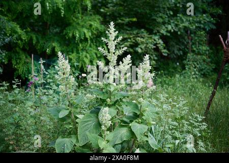 Natur Garten Muskateller-Salbei Bluehender Muskatellersalbei Salvia sclarea in einem Bauerngarten. Die enjaehrige Staude wird auch Muskat-Salbei, Roemischer Salbei, Scharlei, Scharlauch und Scharlachkraut genannt. Die Pflanze stammt aus der Gattung Salbei Salvia in der Familie der Lippenbluetler Lamiaceae und wird als Heilpflanze und Gewuerz genutzt. Bluehender Muskatellersalbei ist eine der wichtigsten Nahrungsquellen der vom Aussterben bedrohten Holzbienen. 2.6.2024 *** Naturgarten Muskat Salbei Blaublättriger muskatellersalbei Salvia sclarea in einem Hüttengarten ist die jährliche Staude auch als m bekannt Stockfoto