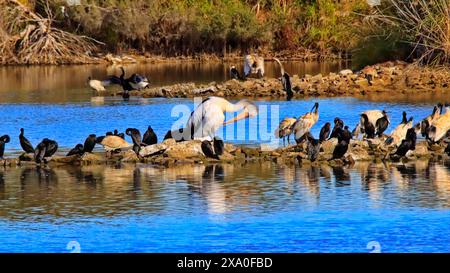 Die Pelikane in Greenfield Wetlands, South Australia Stockfoto