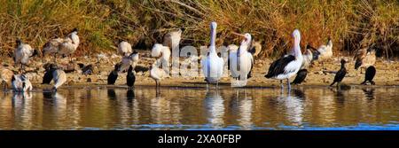 Die Pelikane in Greenfield Wetlands, South Australia Stockfoto