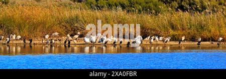 Die Pelikane in Greenfield Wetlands, South Australia Stockfoto