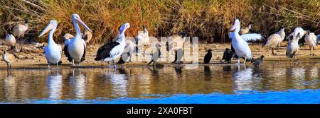 Die Pelikane in Greenfield Wetlands, South Australia Stockfoto