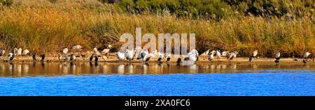 Die Pelikane in Greenfield Wetlands, South Australia Stockfoto