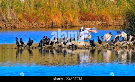 Die Pelikane in Greenfield Wetlands, South Australia Stockfoto