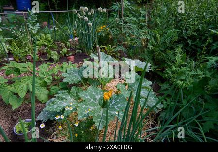 Natur Mischkultur Gemueseanbau im eigenen Garten. Ein Mischkulturbeet mit Zwiebeln, Knoblauch, Schnittlauch, Rote Beete, Zucchini, Hanf und Salat. Vorne im Bild: Bluehender Zucchini mit Mulch aus Stroh gegen Feuchtigkeit neben Chilli, Petersilie, Kamille und Knoblauch. Die verschiedenen Pflanzen unterstuetzen sich beim Wuchs gegenseitig und schuetzen sich unter anderem vor Schaedlingen. 2.6.2024 *** Natur Mischkulturen Gemüseanbau im eigenen Garten Mischbeet mit Zwiebeln, Knoblauch, Schnittlauch, Rüben, Zucchini, Hanf und Salat auf dem Bild, blühende Zucchini Stockfoto