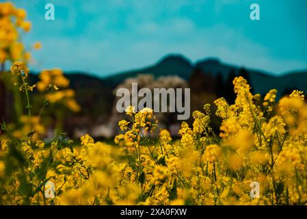 Ein malerischer Blick auf gelbe Senfblumen auf einem Feld Stockfoto